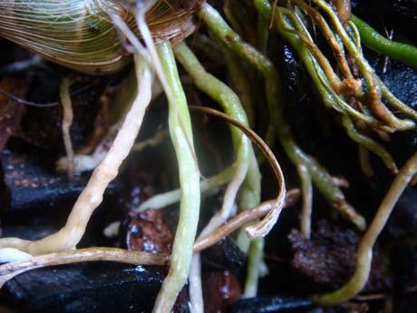 Water Left: The velamen of healthy orchid roots turn green when in contact with water.