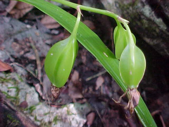 Pollination and seeds Above: Seed pods of cockle-shell orchid.