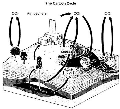 6.4 Explain how water, carbon, and nitrogen cycle between abiotic resources and organic matter in an ecosystem and how oxygen cycles through photosynthesis and respiration.