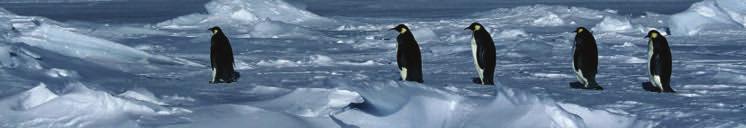 The Life Cycle of the Penguin MONTH LENGTH OF DAY CONDITION OF THE ICE WEATHER PENGUIN