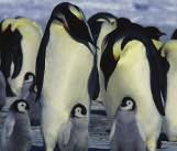 below. 1. What do emperor penguins eat? 2.