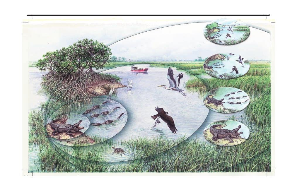 Levels of Organization Ecologists study nature on different levels, from a local to a global scale. These levels, shown in Figure 1.2, reveal the complex relationships found in nature.