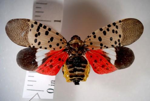 Spotted Lanternfly Confirmed
