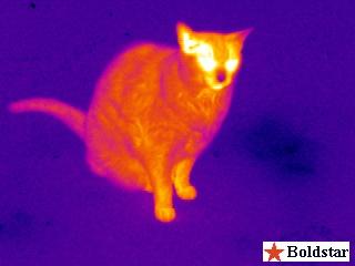 its blackbody radiation becomes Infrared Visible-light picture picture of a cat of a cat (Temperature (Temperature 312 312 K) K)