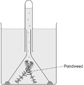 (b) Figure 1 shows some of the apparatus that can be used to measure the rate of photosynthesis.