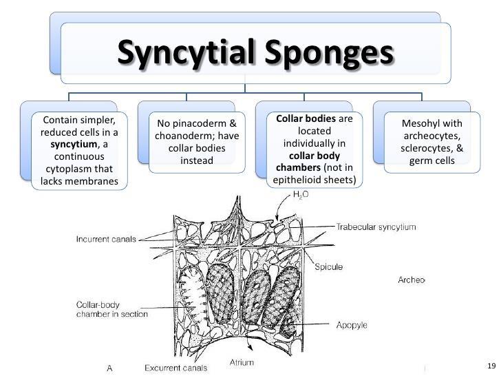 Trabecular Syncytium Is the largest example of a syncytium known in the animal kingdom. Comes from fusion of early embryonic cells.