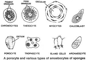 sponge cells that can give rise to more differentiated cells such as pinacocytes, porocytes or oocytes. Play major role in digestion, transport excretory activities.