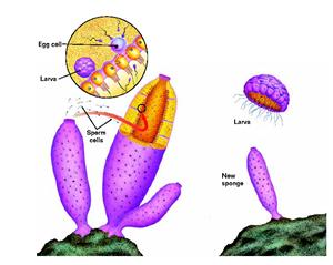 single spore forms both eggs and sperm; usually at different times Sexual Reproduction Internal fertilization: Eggs are fertilized inside the sponge s body