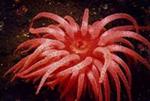 individual is either male or female Sea anemones