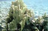 Corals Ecology of Corals The worldwide