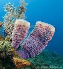 Kingdom Animalia Phylum Porifera Classification An invertebrate Characteristics Sessile (do not move) Found in oceans and lakes Have specialized