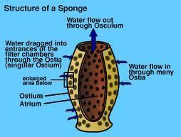 enter the sponge through small pores and exit via the osculum Digestion occurs