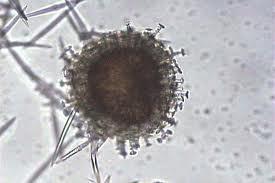 sphere-shaped collections of amebocytes surrounded by a tough layer of spicules. These gemmules can survive long periods of freezing temperatures and droughts, which would kill an adult sponge.