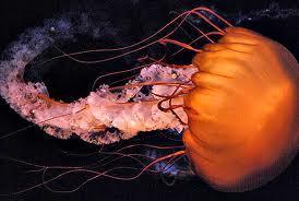 jellyfish) Class: