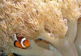 (anemones and