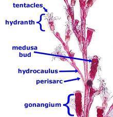 Class Hydrozoa Characteristics Invertebrate Radial symmetry Have true tissue, which allows specialization