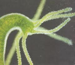 there are fresh water species such as hydra A nerve net encircles the body Some free swimming species have a