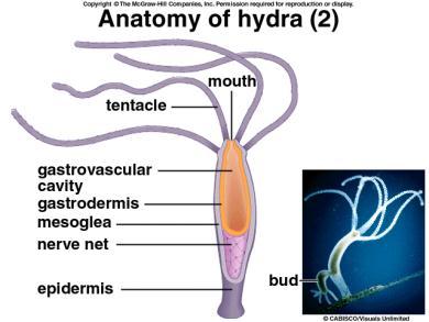 coordination of nerves and muscles Hydra Feeding Capture food using specialized cells within the tentacles