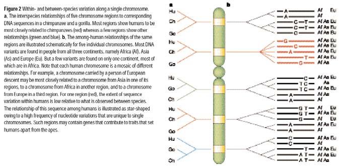 time Misleading DNA evolution Shared ancestral polymorphisms (lineage
