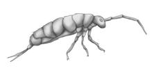In collembola, ATC, ATT, and ATA are used as start codons in the COII gene.