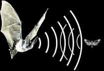 waves Example: bat chasing moth uses sonar Given v bat and v moth relative