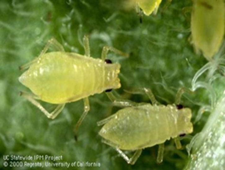 Horticultural Entomology/Plant Protection Kansas