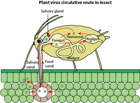 Viruses: Occurrence In
