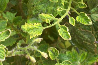 Tomato leaf curl virus