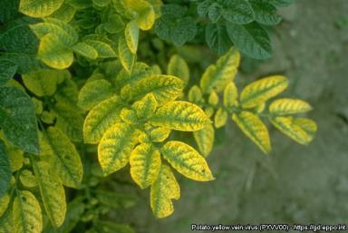 leaf curl virus (ToYLCV; P)