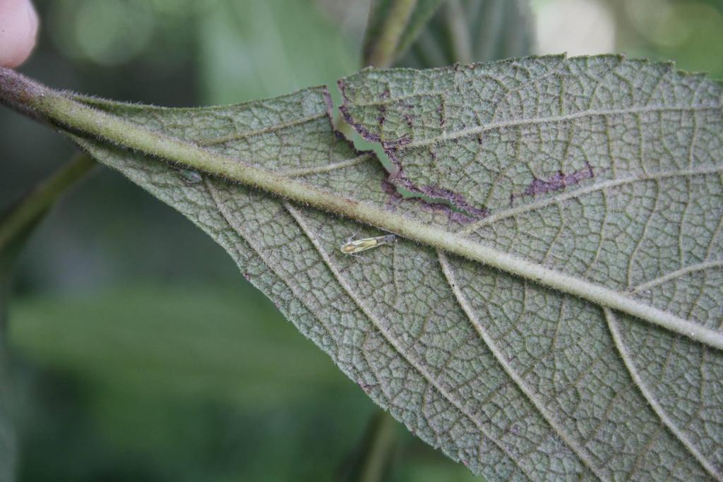 Leafhoppers:
