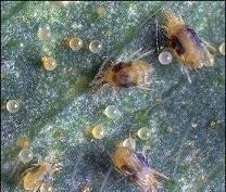 Insect And Mite Pest Feeding Behaviors Phloem-Feeders: