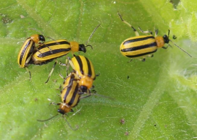 Striped Cucumber Beetle And Spotted Cucumber
