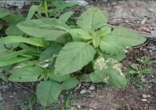 Importance Of Weed Management Control weeds in and around crops and