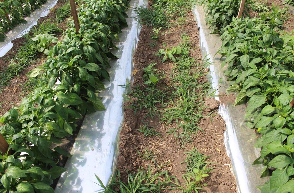 Using Reflective Mulch Inside Hoop House To Reduce Incidence Of Aphid