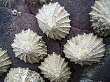 4. The animal shown in the photograph below is called a limpet. Limpets are molluscs (similar to garden snails) and are found on rocky shores between the high tide and low tide marks.