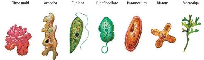 Structure Protists vary widely in structure. Most protists are unicellular and non-parasitic.