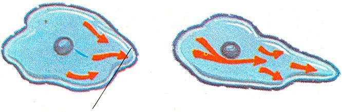 Pseudopodia Rearranging cytoplasm to form