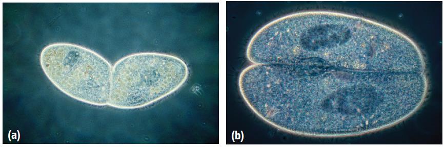 Reproduction Methods of reproduction vary for the different types of protists.