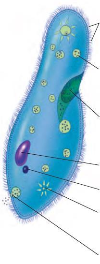 Structure Function Cilia Food vacuole Oral groove Macronucleus and micronucleus Contractile vacuole Waves for locomotion Also propels food particles towards oral groove Contains food particles