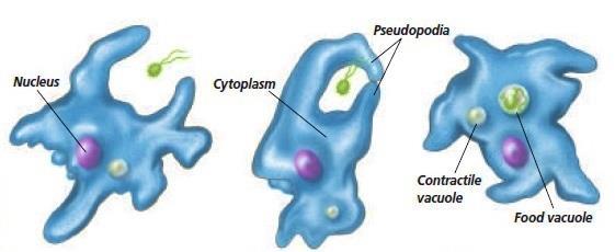 Classification Animal-like Protists Animal-like protists are heterotrophs Examples include the amoeba and paramecium The amoeba