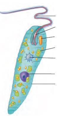 Structure Flagellum Light detector (photoreceptor) Eyespot (Stigma) Contractile vacuole Function Whip-like motion for locomotion of the cell Photosensitive organelle that senses light for the cell