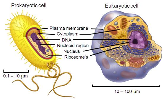 Assignment #1 Prokaryotic vs Eukaryotic Cells SC.912.L.