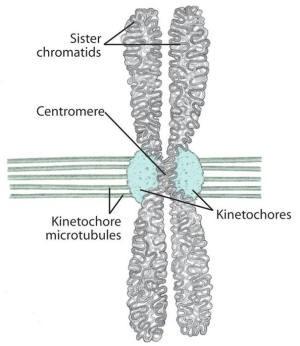 cells such as Mitosis does NOT occur in ( and ) Why must cells go through mitosis? 1. 2.