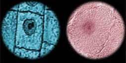 What are the steps of mitosis? 1. Interphase A. B. Plant and animal cells in interphase.