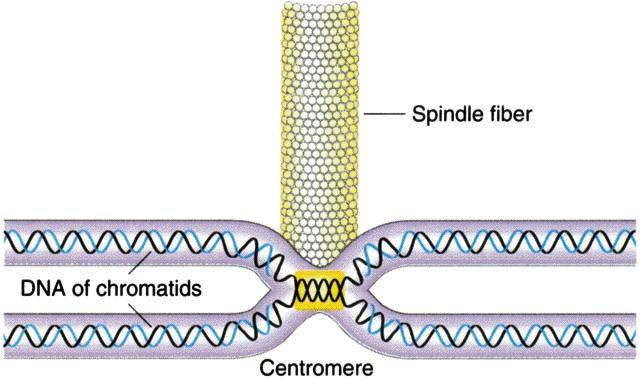 C. send out (made of microtubules) which attach
