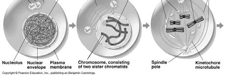 Chromatids Move Let s watch: