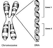 length of a chromosome is its