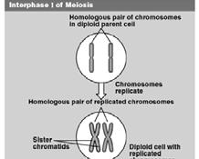Meiosis occurs in two stages: Meiosis I- Homologous