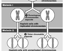 separate Overview of Meiosis I: Pairs of duplicated,