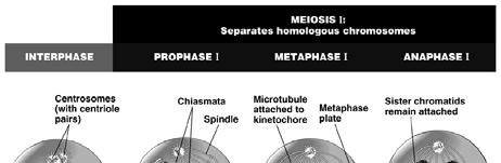 metaphase plate.